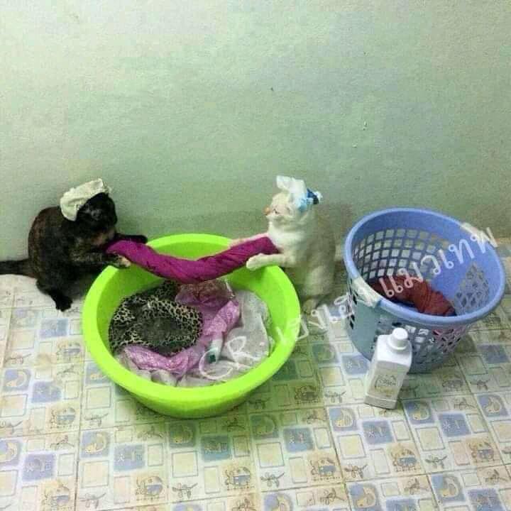 Netizen: Sindiran untuk Kaum Rebahan! Meme Lucu Kucing Beraktivitas seperti Manusia