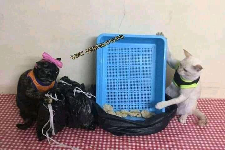 Netizen: Sindiran untuk Kaum Rebahan! Meme Lucu Kucing Beraktivitas seperti Manusia