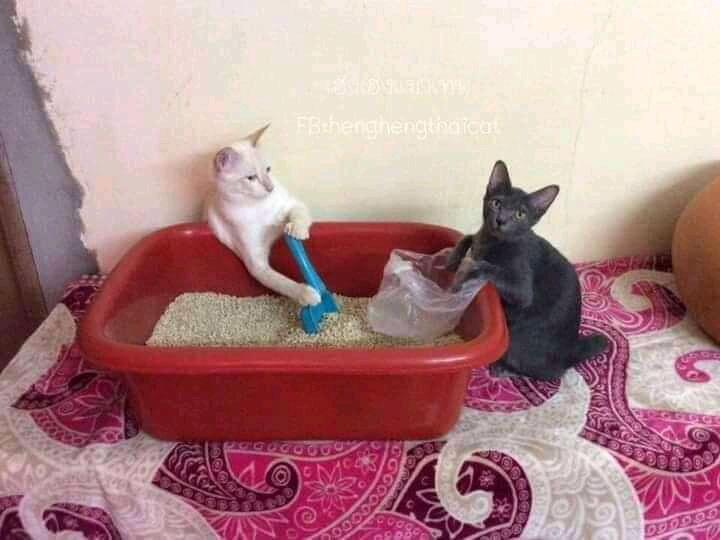 Netizen: Sindiran untuk Kaum Rebahan! Meme Lucu Kucing Beraktivitas seperti Manusia