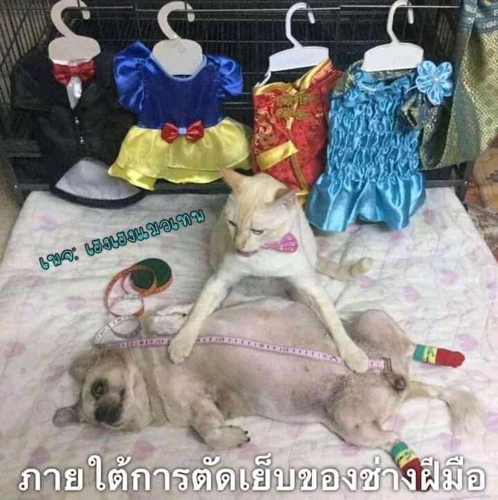 Netizen: Sindiran untuk Kaum Rebahan! Meme Lucu Kucing Beraktivitas seperti Manusia