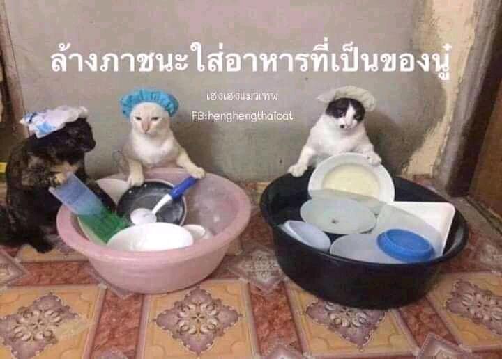 Netizen: Sindiran untuk Kaum Rebahan! Meme Lucu Kucing Beraktivitas seperti Manusia