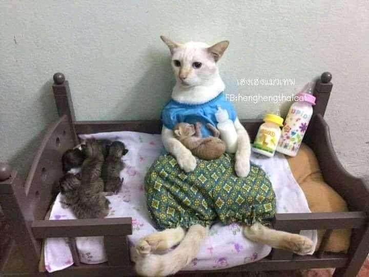 Netizen: Sindiran untuk Kaum Rebahan! Meme Lucu Kucing Beraktivitas seperti Manusia
