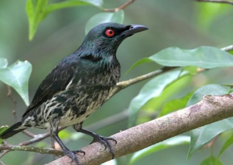 Harga Burung Cucak Keling