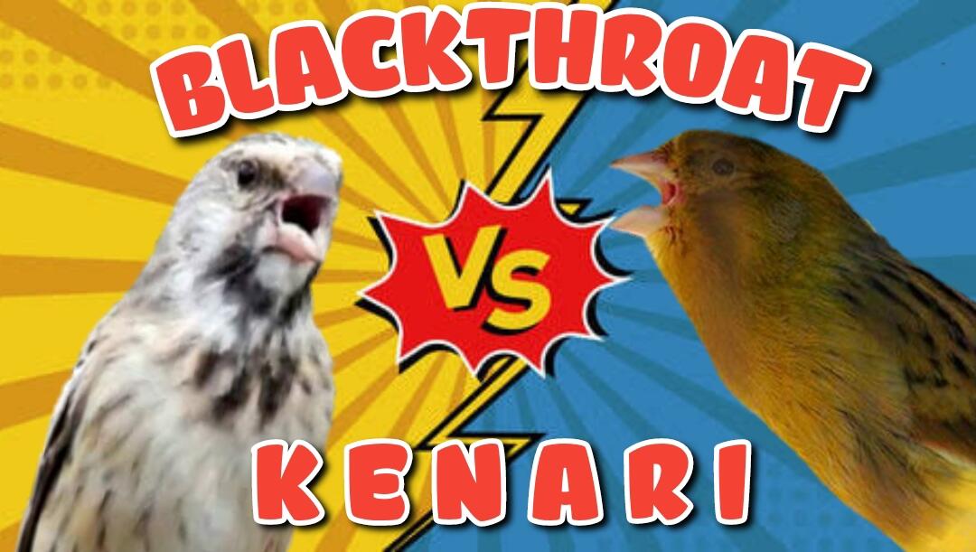 Kenari Gacor VS Blackthroat, Suaranya Joss Buat Masteran Nih
