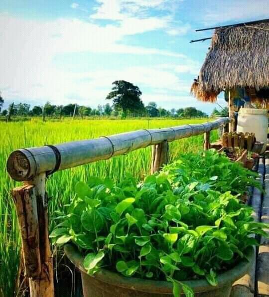 Pemandangan Ala Pedesaan Dan Kebun Seperti Ini Bikin Mata Segar Kembali. Ehm, Fresh! 