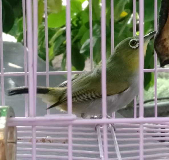 Cara Memilih Burung Pleci Untuk Lomba