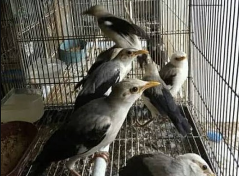 Harga Burung Jalak Terlengkap Dan Terbaru Di Tahun 2021