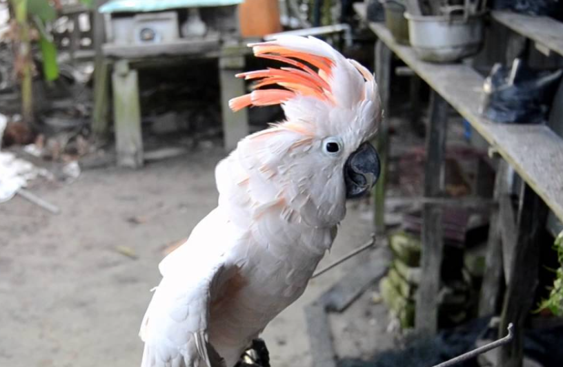 Harga Burung Kakatua