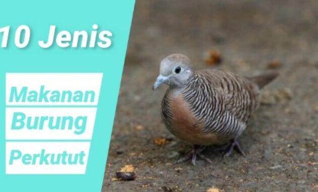 Makanan Burung Perkutut