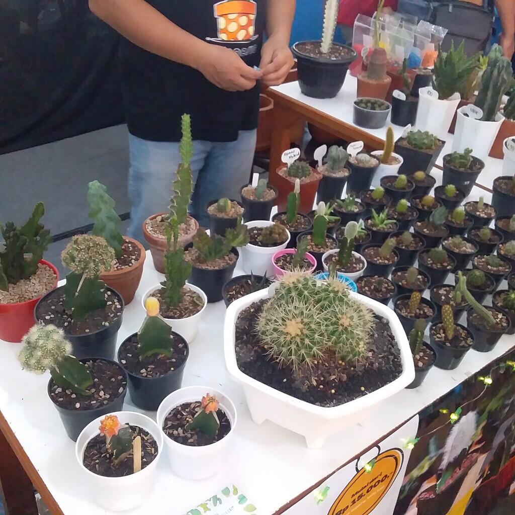 Ngobrol Seru Soal Kaktus Bareng Komunitas Skate