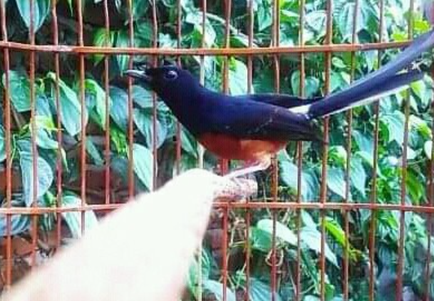 Cara Perawatan Harian Murai Batu Untuk Lomba