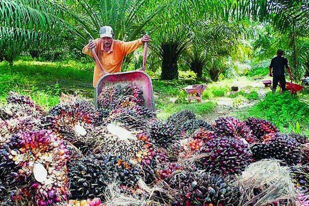 Tumbuh Positif, Ini Kontribusi Industri Kelapa Sawit pada Ekonomi