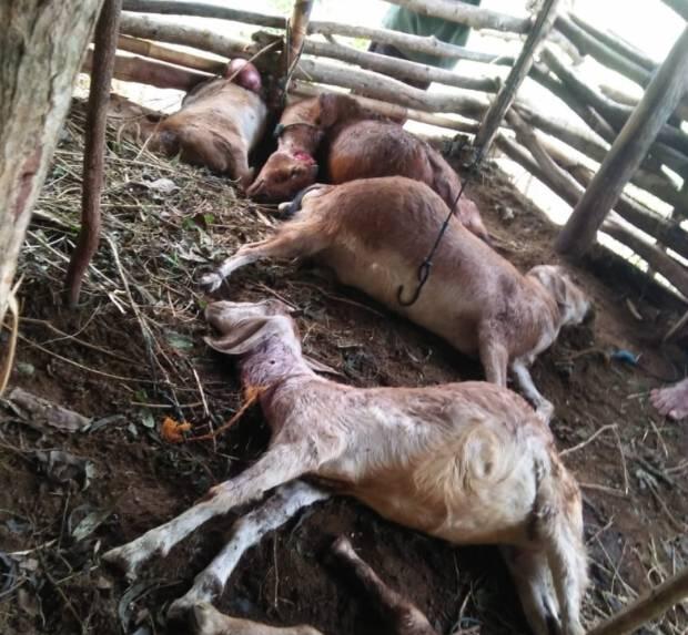 Puluhan Kambing di Gunungkidul Mati Misterius, Diduga Diserang Anjing Hutan
