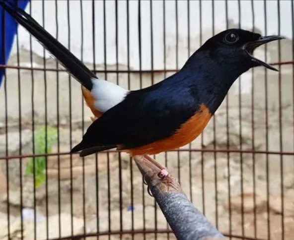 Jenis Burung Fighter Di Indonesia