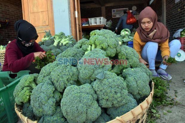 Kementan dan RNI Kompakan Perkuat Cadangan Hortikultura
