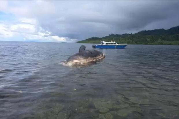 Hius Paus Sepanjang 12 Meter Ditemukan Tak Bernyawa di Perairan Raja Ampat