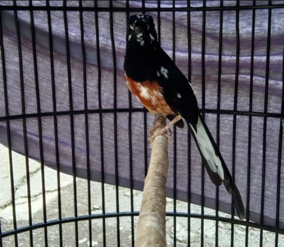 Masteran Murai Batu Gausah Muluk-Muluk