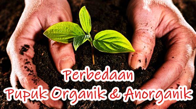 Perbedaan Antara Pupuk Anorganik dan Pupuk Organik 