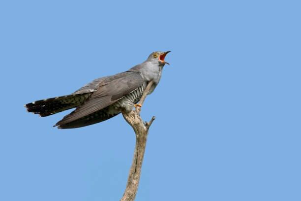 Metafora Kehidupan Dari Penghayatan Burung Parasit