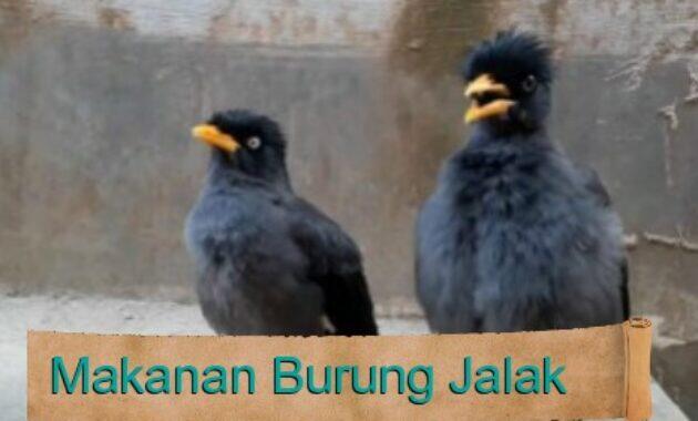 Makanan Burung Jalak