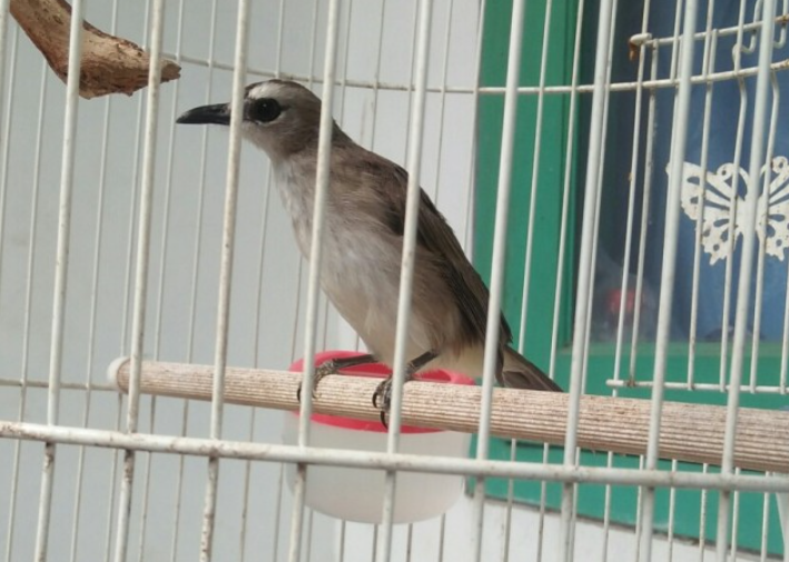 Cara Merawat Burung Trucukan Bakalan Agar Cepat Gacor