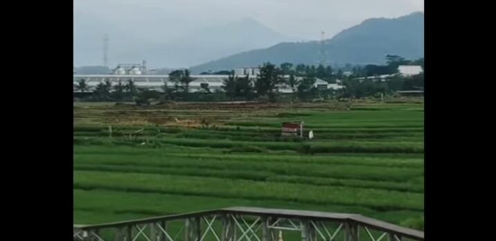 Melukis dengan Media Sawah? Tanbo Art, Seni Lukis yang Membutuhkan Ketelatenan
