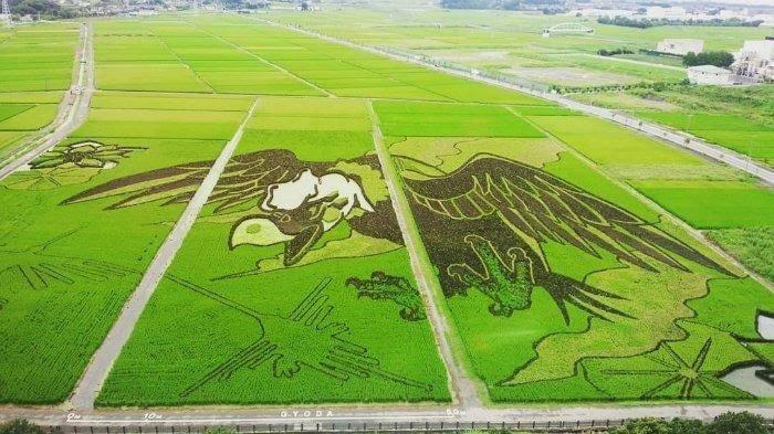 Melukis dengan Media Sawah? Tanbo Art, Seni Lukis yang Membutuhkan Ketelatenan