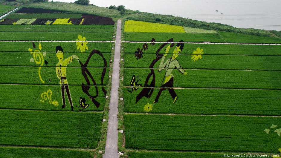 Melukis dengan Media Sawah? Tanbo Art, Seni Lukis yang Membutuhkan Ketelatenan