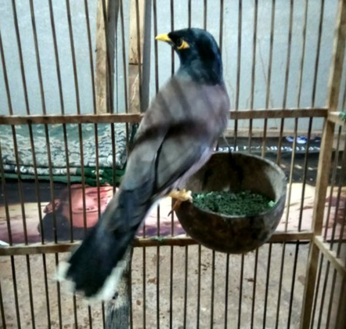 Makanan Burung Jalak Nias