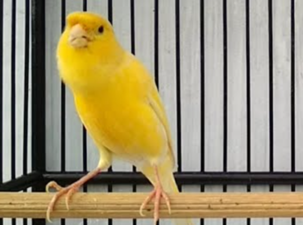 Tips Mudah Perawatan Burung Kenari Agar Tetap Gacor Setiap Hari