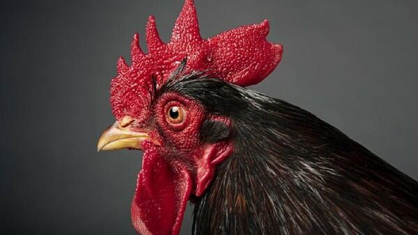 Benarkah Model Sunat 'Jengger Ayam' Dapat Puaskan Pasangan? Ini Jawabannya!
