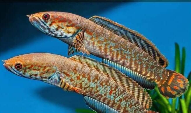 Mau Tau Jenis Jenis Ikan Channa Dan Harganya