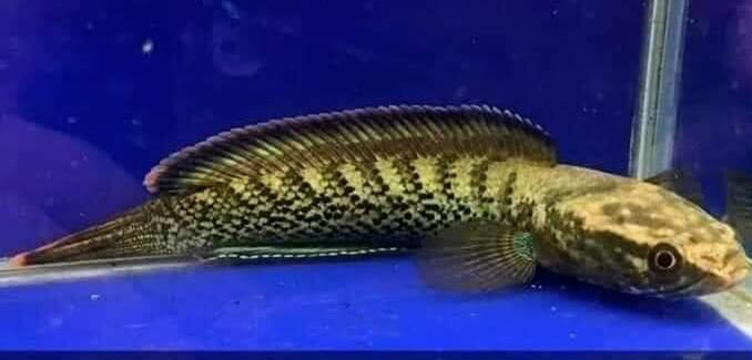 Mau Tau Jenis Jenis Ikan Channa Dan Harganya