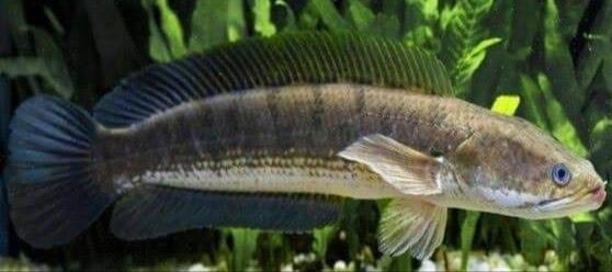 Mau Tau Jenis Jenis Ikan Channa Dan Harganya