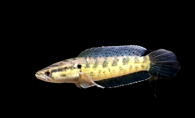 Mau Tau Jenis Jenis Ikan Channa Dan Harganya