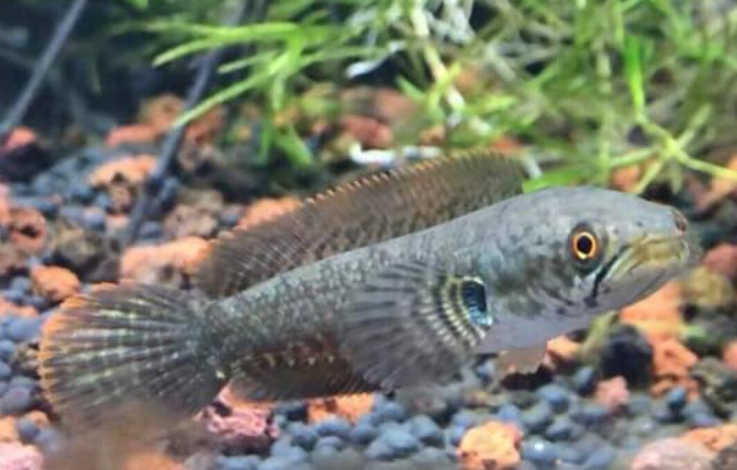 Mau Tau Jenis Jenis Ikan Channa Dan Harganya