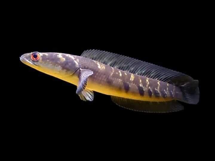 Mau Tau Jenis Jenis Ikan Channa Dan Harganya