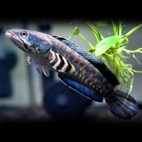 Mau Tau Jenis Jenis Ikan Channa Dan Harganya
