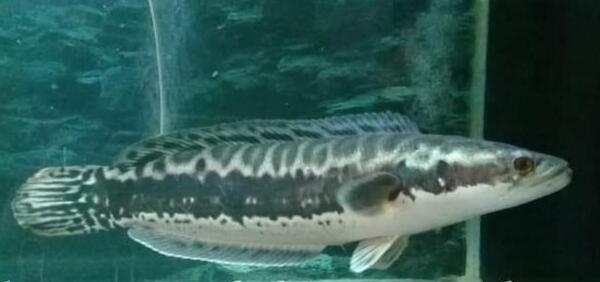 Mau Tau Jenis Jenis Ikan Channa Dan Harganya