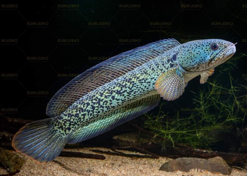 Mau Tau Jenis Jenis Ikan Channa Dan Harganya