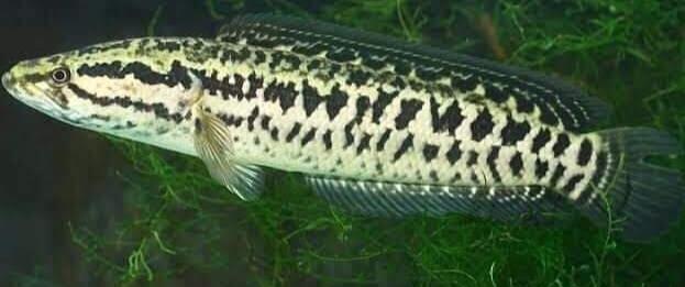 Mau Tau Jenis Jenis Ikan Channa Dan Harganya