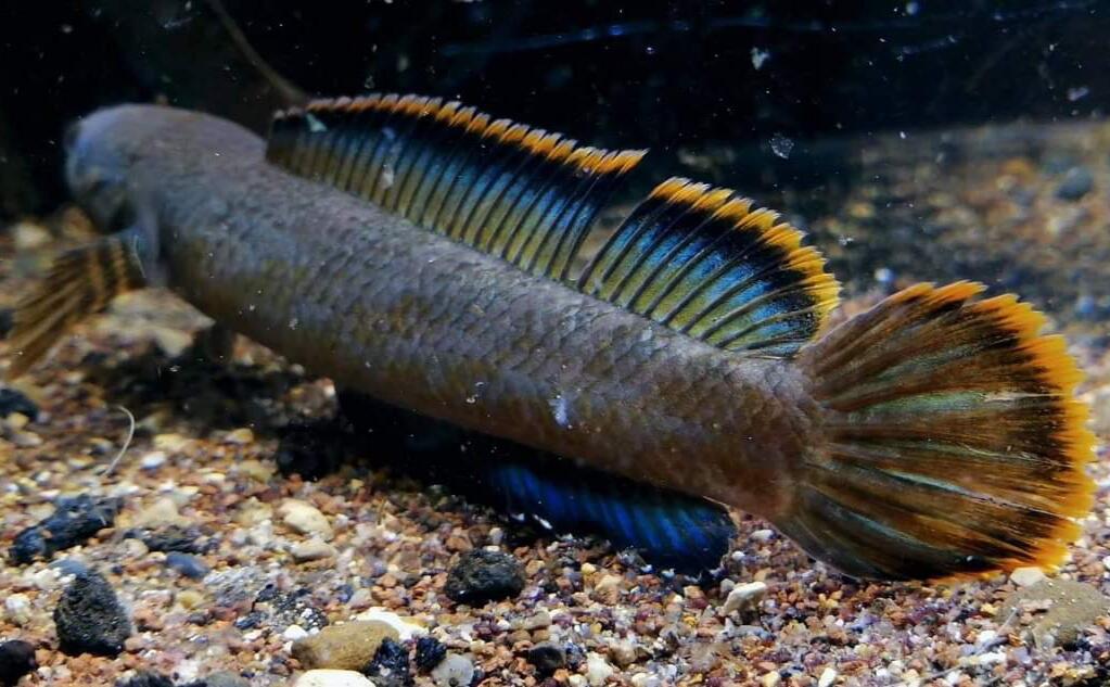 Mau Tau Jenis Jenis Ikan Channa Dan Harganya