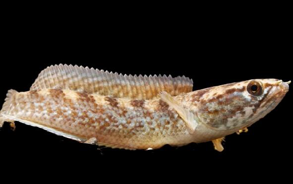 Mau Tau Jenis Jenis Ikan Channa Dan Harganya