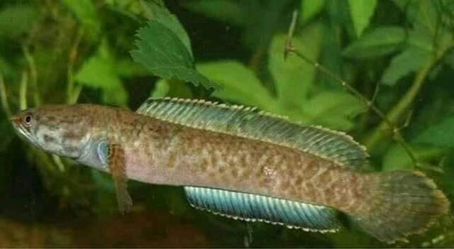 Mau Tau Jenis Jenis Ikan Channa Dan Harganya