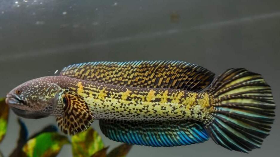 Mau Tau Jenis Jenis Ikan Channa Dan Harganya