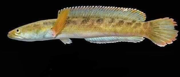 Mau Tau Jenis Jenis Ikan Channa Dan Harganya