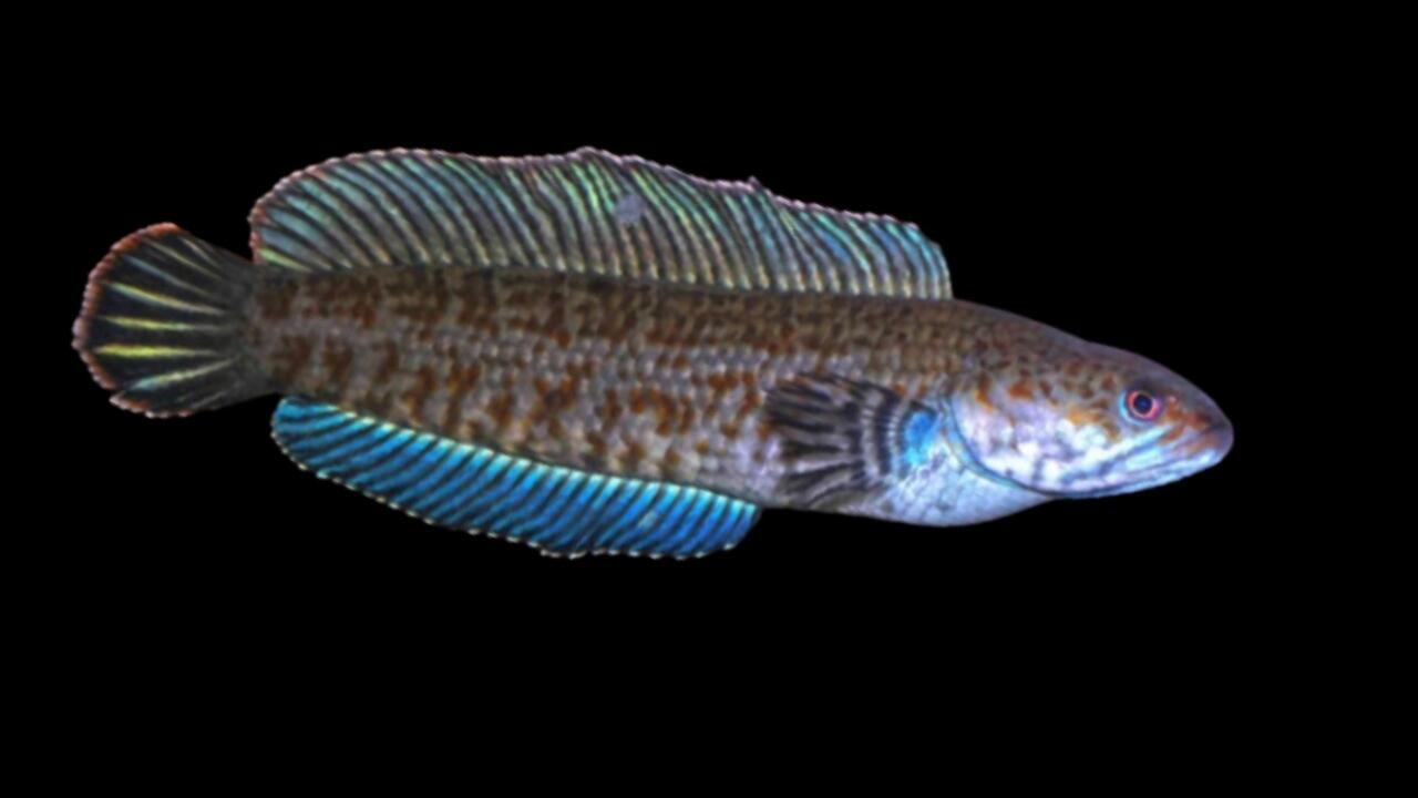 Mau Tau Jenis Jenis Ikan Channa Dan Harganya