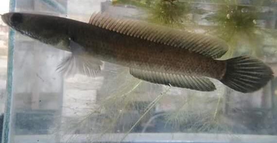 Mau Tau Jenis Jenis Ikan Channa Dan Harganya