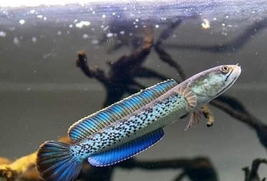 Mau Tau Jenis Jenis Ikan Channa Dan Harganya