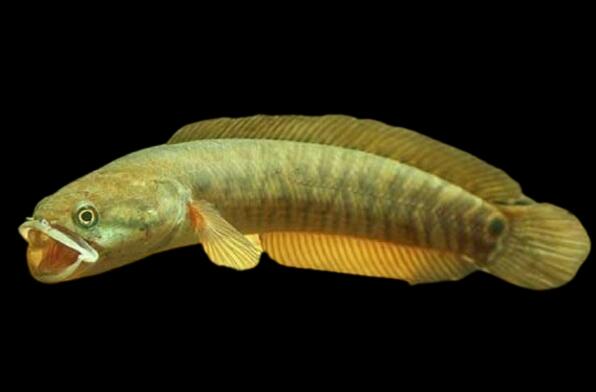 Mau Tau Jenis Jenis Ikan Channa Dan Harganya